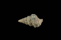 藏品(黑項鍊蟹守螺)的圖片